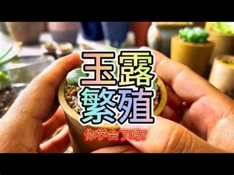 玉露植物 書桌燈光位置